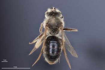 Media type: image;   Entomology 770329 Aspect: habitus dorsal view